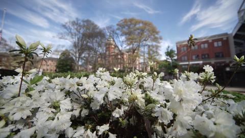 Spring Flowers on Campus